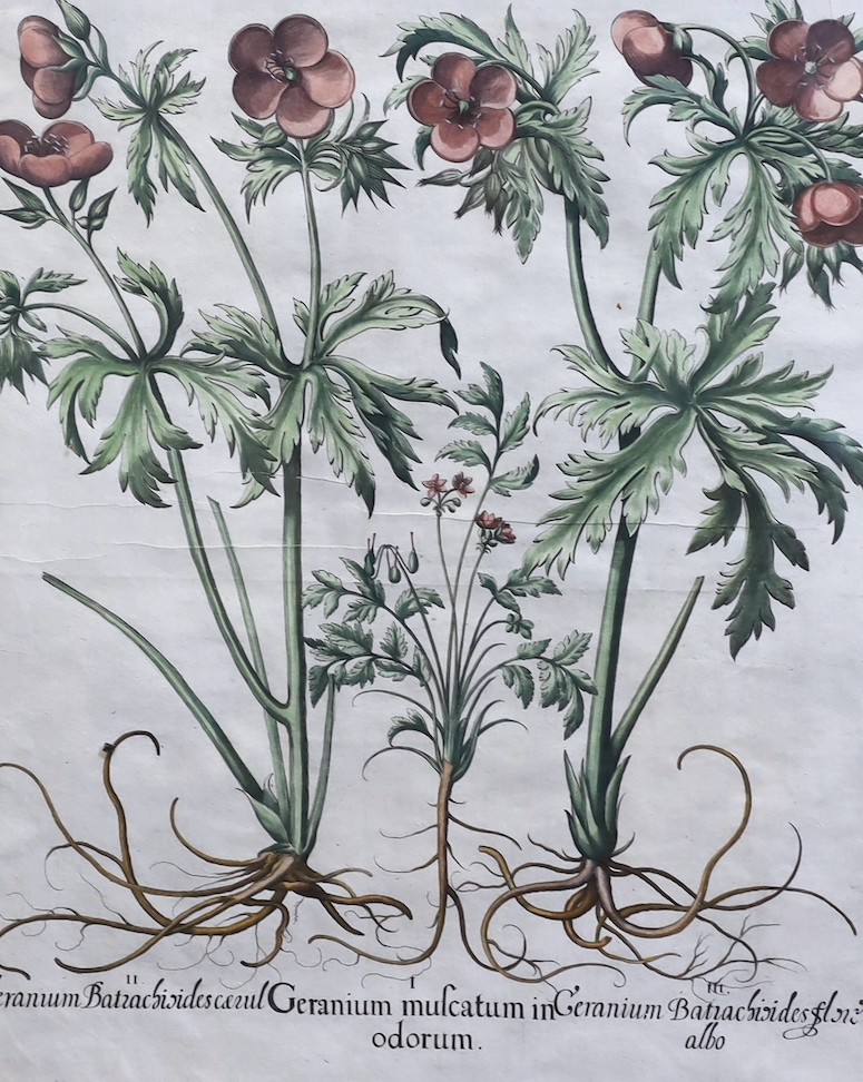 Basilius Besler (German, 1561-1629), Geranium Sanguinarium, Geranium Muscatum in odorum, Geranium Sanguinarium maius and Geranium Muscatum odoratum from Hortus Eysettensis, 1613, four hand coloured copper engravings, 49